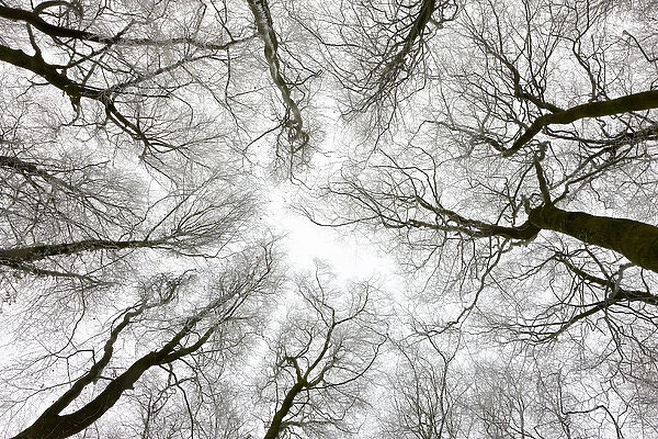 Looking up at winter tree canopy, Gloucestershire, England, UK