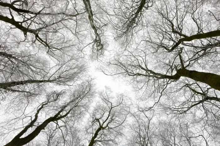 Framed Print : Looking up at winter tree canopy, Gloucestershire, England, UK Framed Print : Looking up at winter tree canopy, Gloucestershire, England, UK