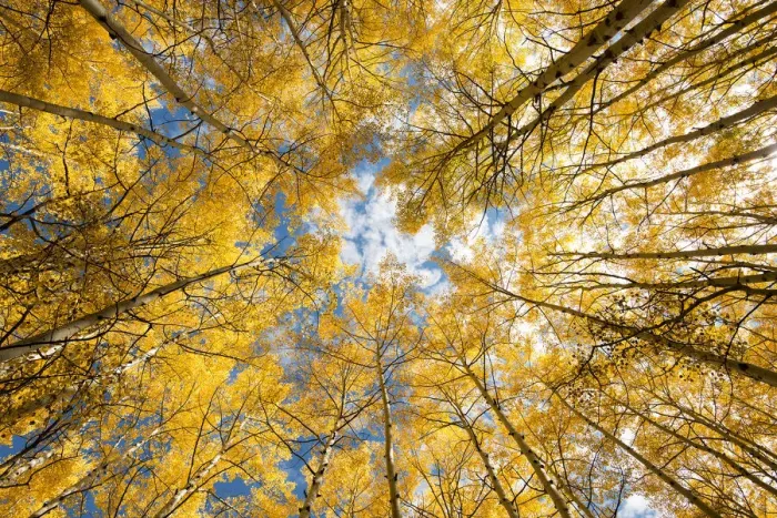 Framed Print : Looking up into yellow Aspen trees in the Colorado Rocky Mountains
