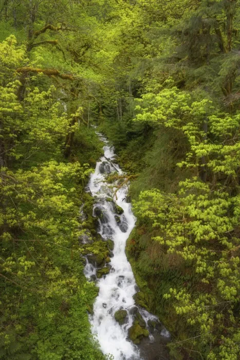 Framed Print : Lookout Creek North Cascades. Mount Baker Snoqualmie National Forest, Washington State Framed Print : Lookout Creek North Cascades. Mount Baker Snoqualmie National Forest, Washington State