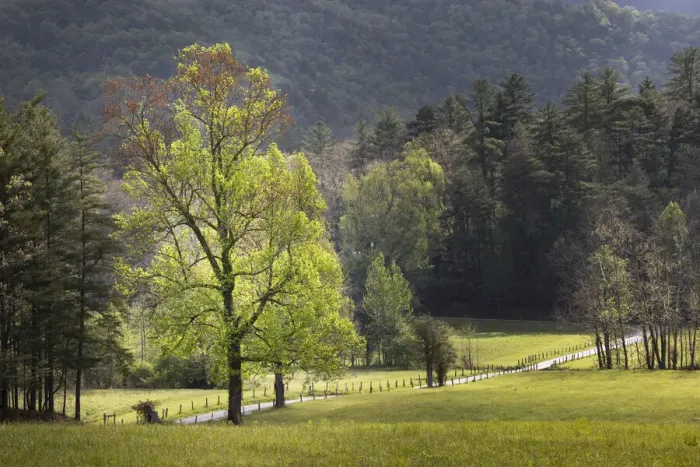 Framed Print : Loop road through Cades Cove passing beneath trees in spring foliage, Great Smoky Mountains National Park, Tennessee