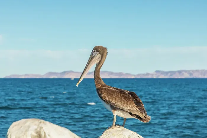 Framed Print : Loreto, Baja California Sur, Mexico. A Brown pelican along the shore of the Sea of Cortez
