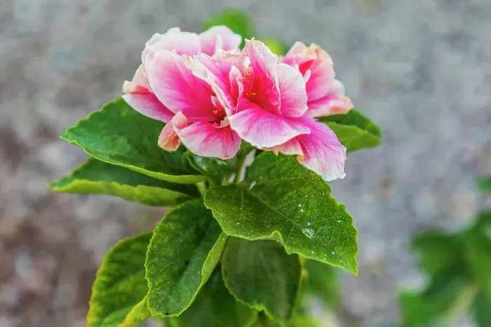 Framed Print : Loreto, Baja California Sur, Mexico. A pink flower along the street