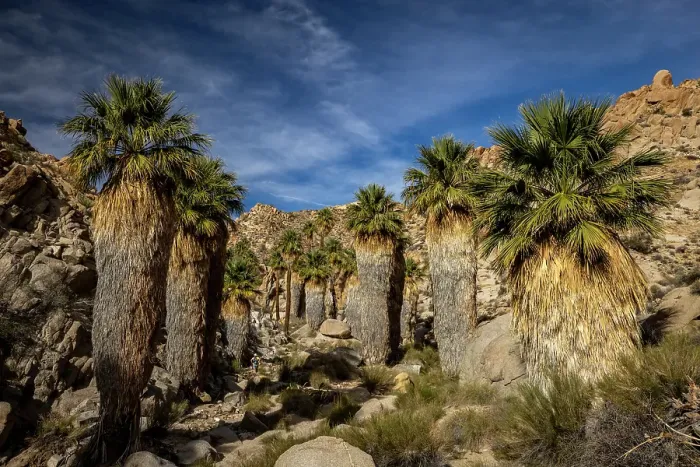 Framed Print : Lost Palms oasis in Joshua Tree National Park, California, USA Framed Print : Lost Palms oasis in Joshua Tree National Park, California, USA