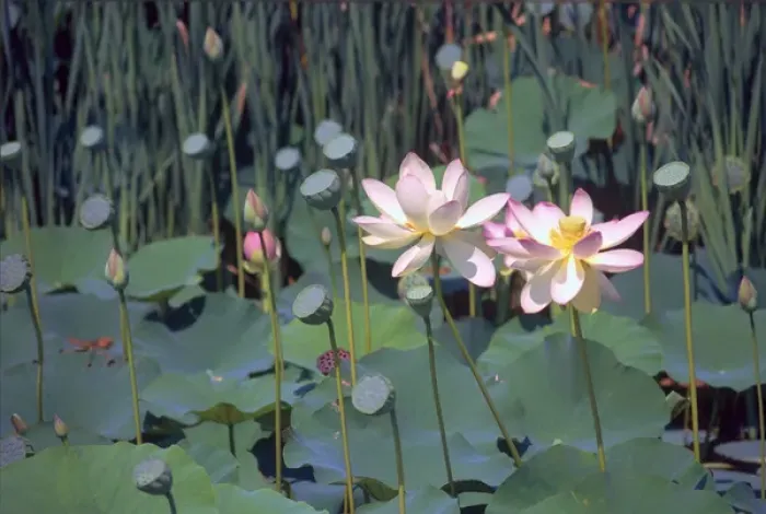 Framed Print : Lotus Framed Print : Lotus