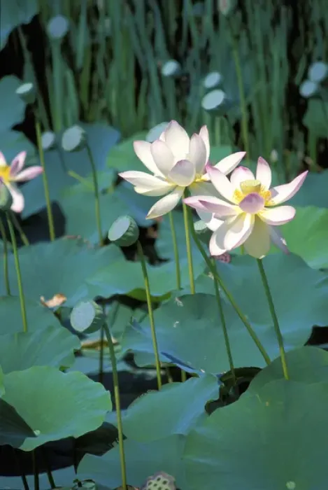 Framed Print : Lotus