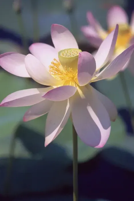 Framed Print : Lotus flower Framed Print : Lotus flower