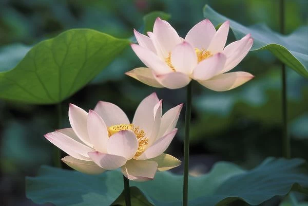 Lotus flower in