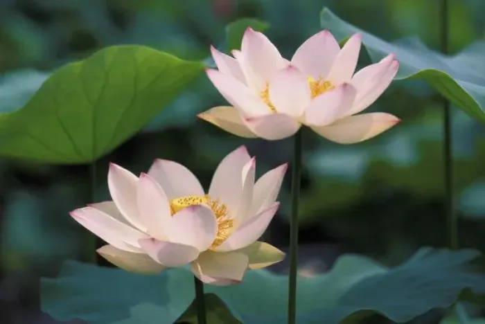 Framed Print : Lotus flower in Framed Print : Lotus flower in