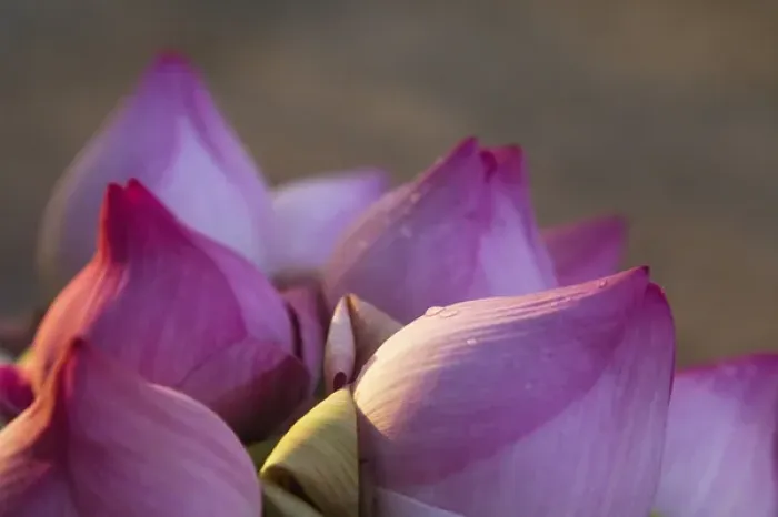 Framed Print : Lotus flower bud, Thailand