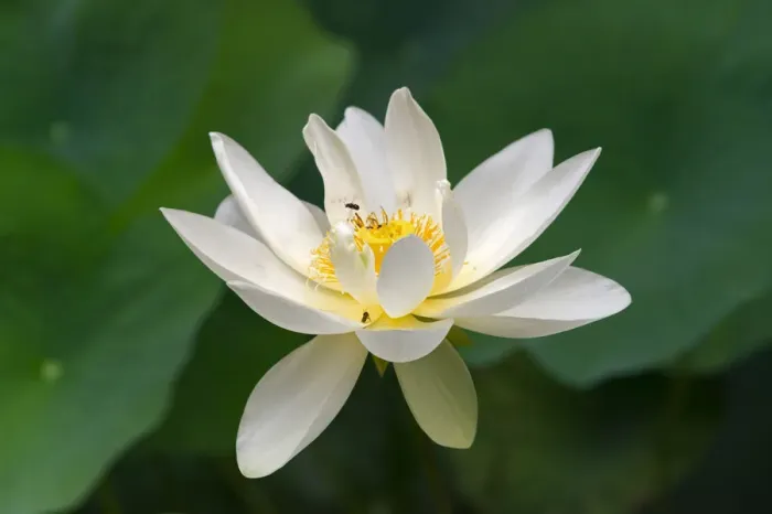 Framed Print : Lotus flower, China