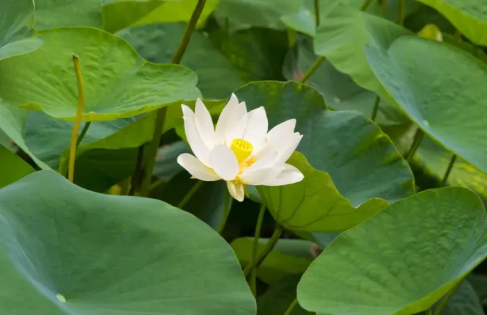 Framed Print : Lotus flower, China
