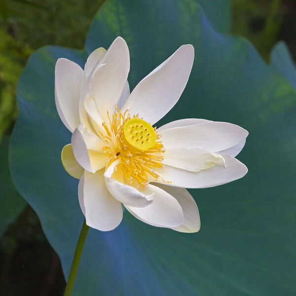 Lotus flower, Guangxi Province, China