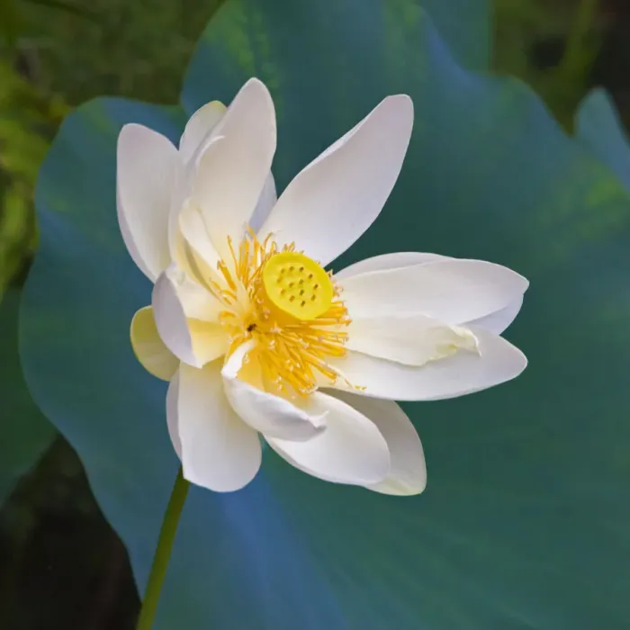 Framed Print : Lotus flower, Guangxi Province, China