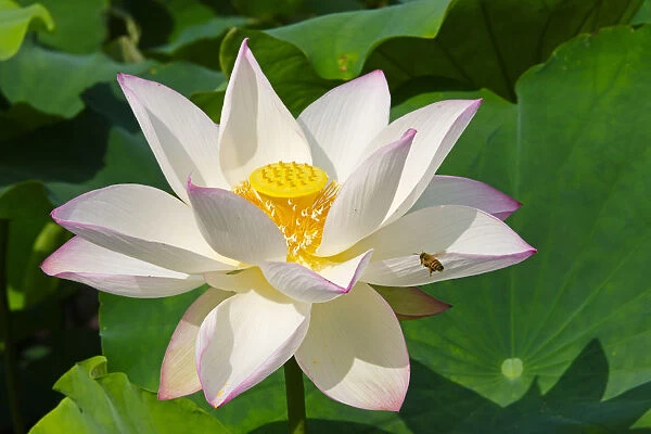 Lotus flower, Kyoto, Japan