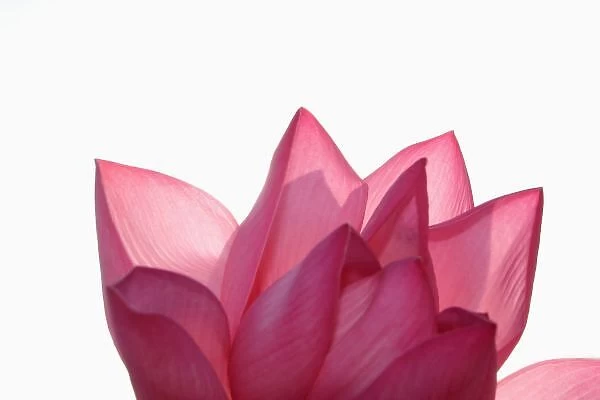 Lotus flower [Nelumbio speciosum] in full bloom