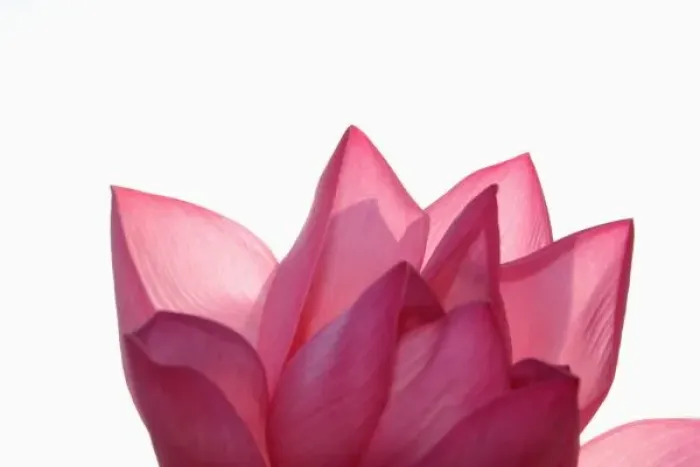 Framed Print : Lotus flower [Nelumbio speciosum] in full bloom