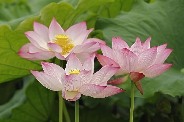 Lotus flower, Nelumbo nucifera, China