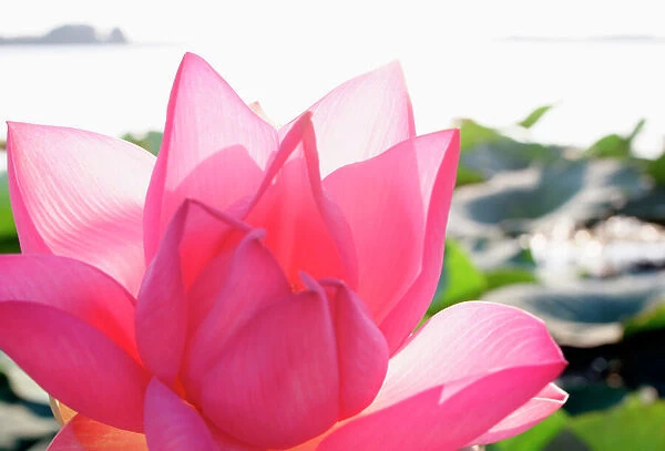 Lotus flower [Nelumbo speciosum] in full bloom. Mantova  /  Mantua, Italy