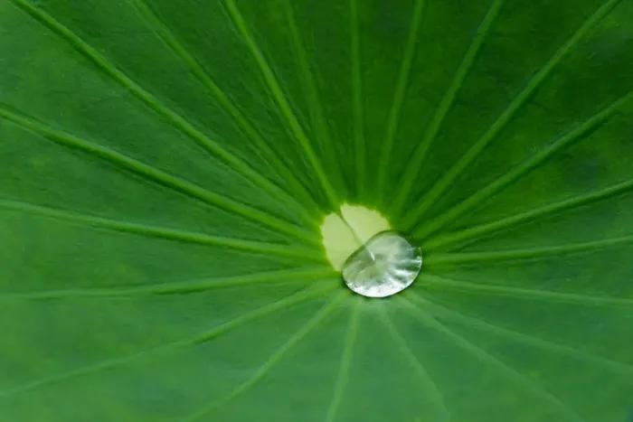 Framed Print : Lotus leaf, Fujian Province, China Framed Print : Lotus leaf, Fujian Province, China