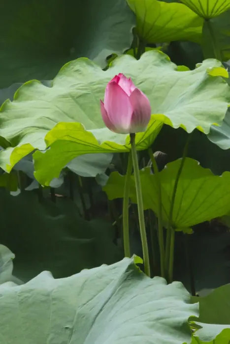 Framed Print : Lotus pond in Humble Administrators Garden, UNESCO World Heritage Site, Suzhou Framed Print : Lotus pond in Humble Administrators Garden, UNESCO World Heritage Site, Suzhou