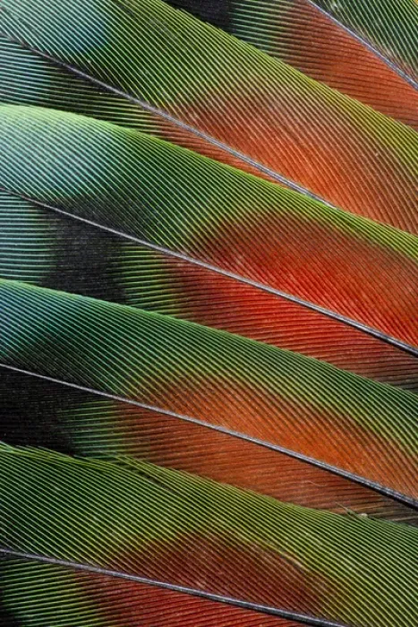 Framed Print : Love bird tail feathers fanned out Framed Print : Love bird tail feathers fanned out
