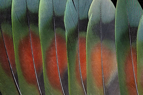 Love bird tail feathers fanned out