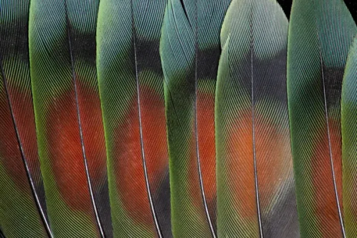 Framed Print : Love bird tail feathers fanned out Framed Print : Love bird tail feathers fanned out