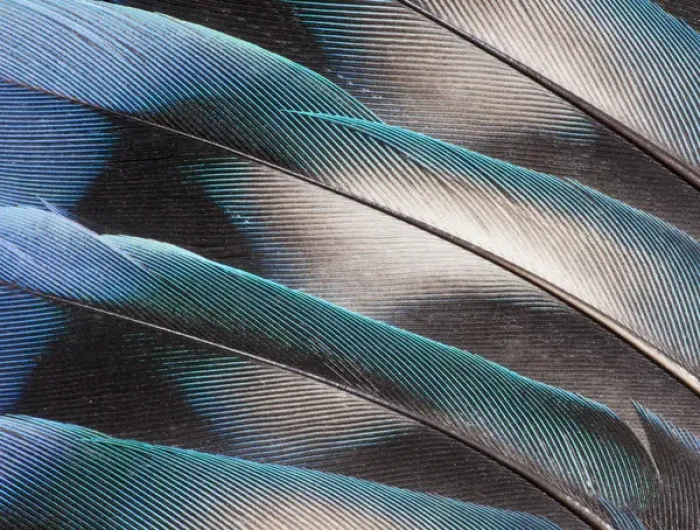 Framed Print : Love bird tail feathers fanned out Framed Print : Love bird tail feathers fanned out