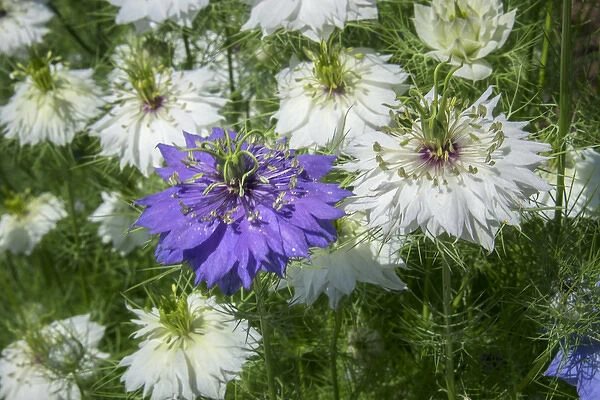 Love-in-a-mist flowers, USA