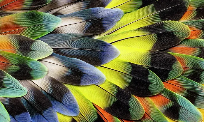 Framed Print : Lovebird tail feather design Framed Print : Lovebird tail feather design