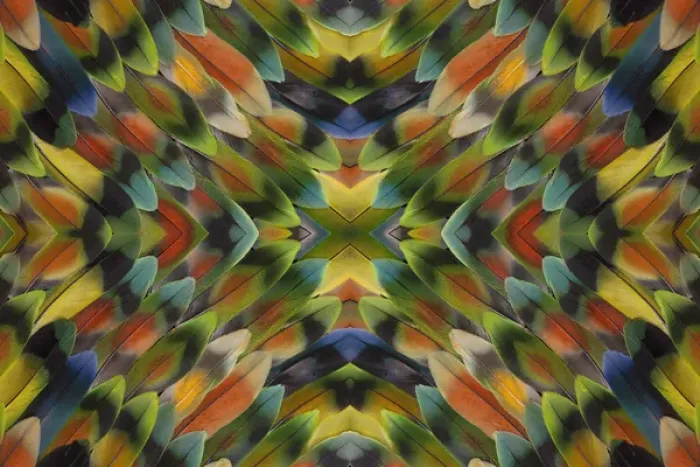 Framed Print : Lovebird tail feather pattern and design Framed Print : Lovebird tail feather pattern and design