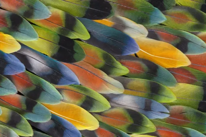 Framed Print : Lovebird tail feather pattern and design Framed Print : Lovebird tail feather pattern and design