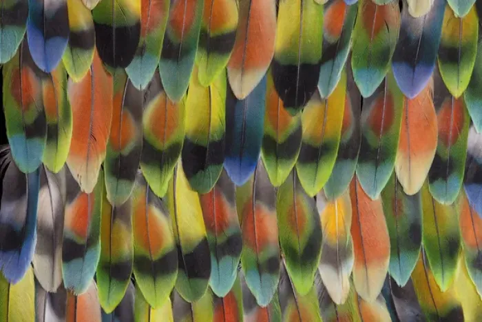 Framed Print : Lovebird tail feathers in multicolored display