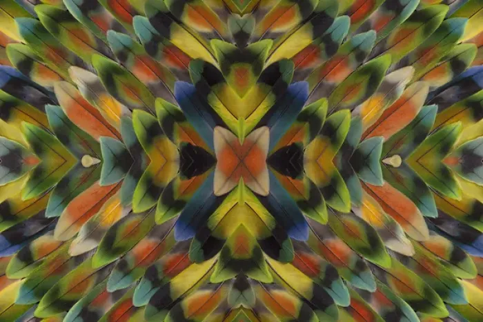 Framed Print : Lovebird tail feathers in multicolored display