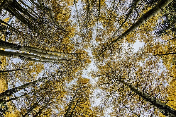 Low angle fisheye view upward of aspen trees in fall, Uncompahgre National Forest