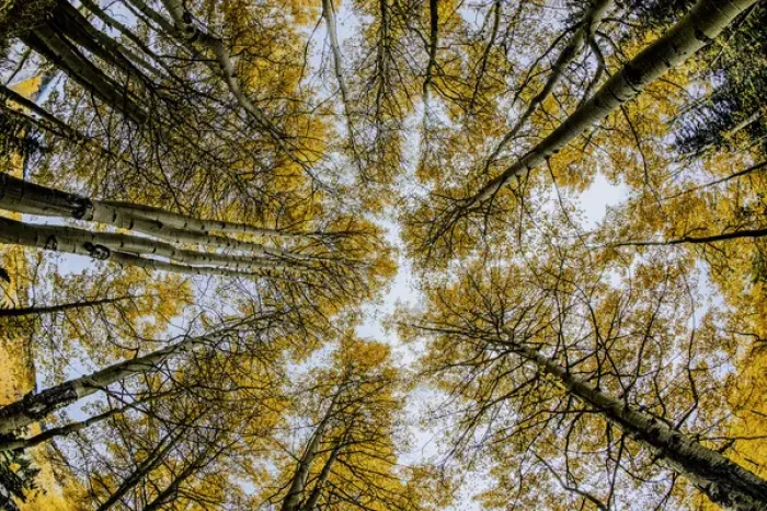 Framed Print : Low angle fisheye view upward of aspen trees in fall, Uncompahgre National Forest