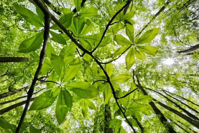 Framed Print : Low angle upward view beneath Umbrella Magnolia trees in spring, Great Smoky Mountains Framed Print : Low angle upward view beneath Umbrella Magnolia trees in spring, Great Smoky Mountains