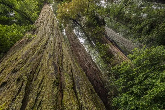 Framed Print : Low angle view up the full length of redwood trees, Stout Memorial Grove Framed Print : Low angle view up the full length of redwood trees, Stout Memorial Grove