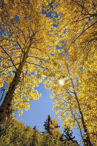 Low angle view upward through aspen trees in fall color, Uncompahgre National Forest