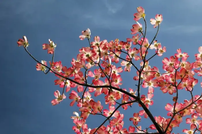 Framed Print : Low angle view upward of pink dogwood tree against blue sky, Lexington, Kentucky Framed Print : Low angle view upward of pink dogwood tree against blue sky, Lexington, Kentucky