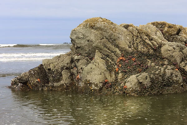 Low tide reveals sea life. Olympic National Park, Washington, US