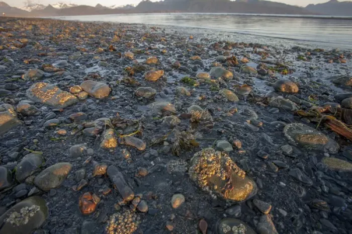 Framed Print : Low tide at sunrise. Lands End. Homer. Alaska