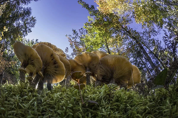 Low wide angle view of mushrooms on forest floor, Upper Peninsula of Michigan, Hiawatha