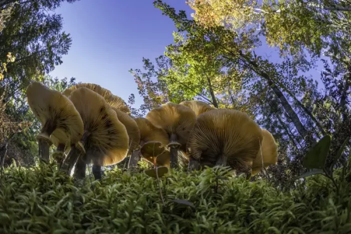 Framed Print : Low wide angle view of mushrooms on forest floor, Upper Peninsula of Michigan, Hiawatha Framed Print : Low wide angle view of mushrooms on forest floor, Upper Peninsula of Michigan, Hiawatha