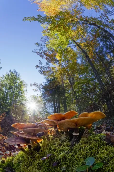 Framed Print : Low wide angle view of mushrooms on forest floor, Upper Peninsula of Michigan, Hiawatha