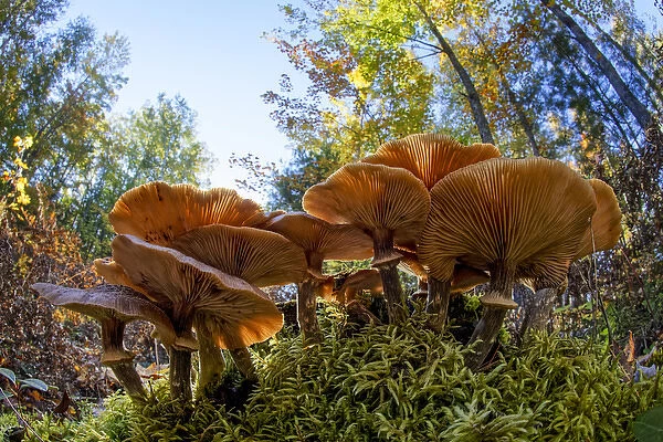 Low wide angle view of mushrooms on forest floor, Upper Peninsula of Michigan, Hiawatha