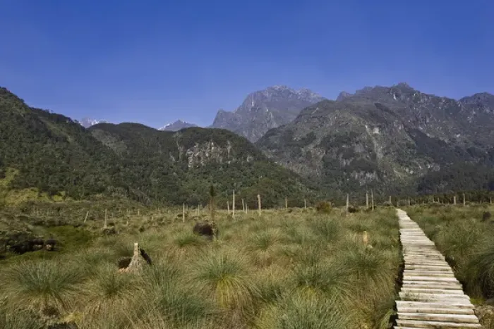 Framed Print : Lower Bigo Bog with Gaint Lobelias (Lobelia bequaertii) in the Rwenzori Mts, Uganda