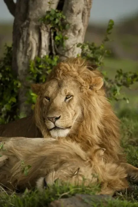 Framed Print : Lower Mara, Masai Mara Game Reserve, Kenya, Lion, Panthera leo, at rest Framed Print : Lower Mara, Masai Mara Game Reserve, Kenya, Lion, Panthera leo, at rest