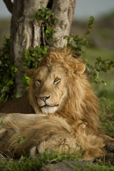 Lower Mara, Masai Mara Game Reserve, Kenya, Lion, Panthera leo, at rest
